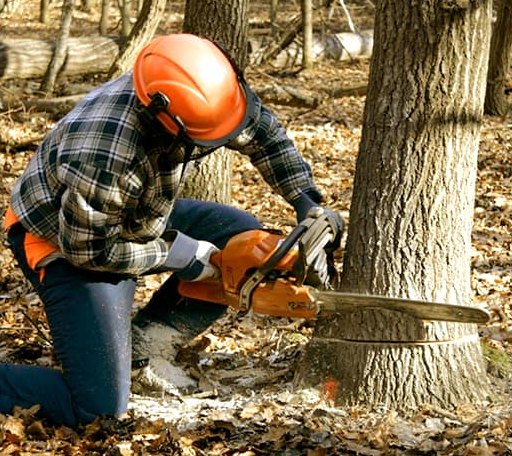 Tree Removal in Mansfield, TN